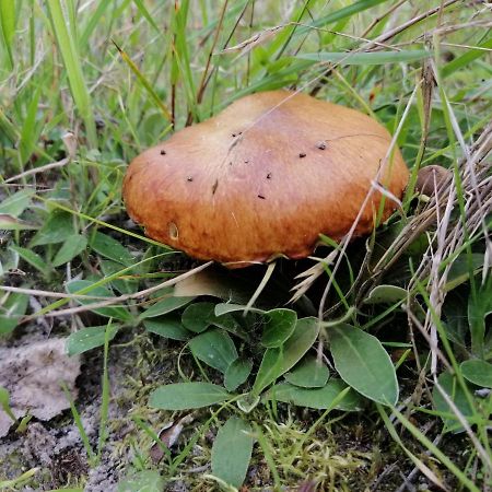 Agroturystyka Pod Dobrymi Skrzydlami Wiski Экстерьер фото